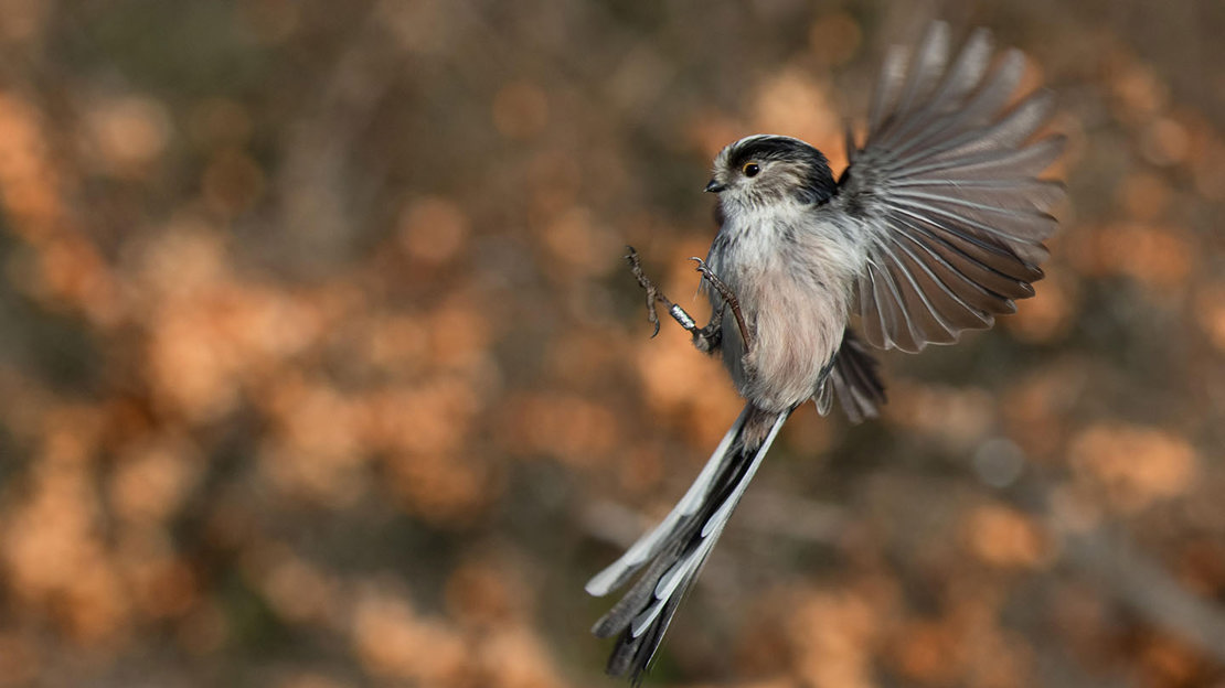 Long-tailed tit in flight
