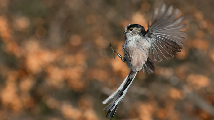 Long-tailed tit in flight