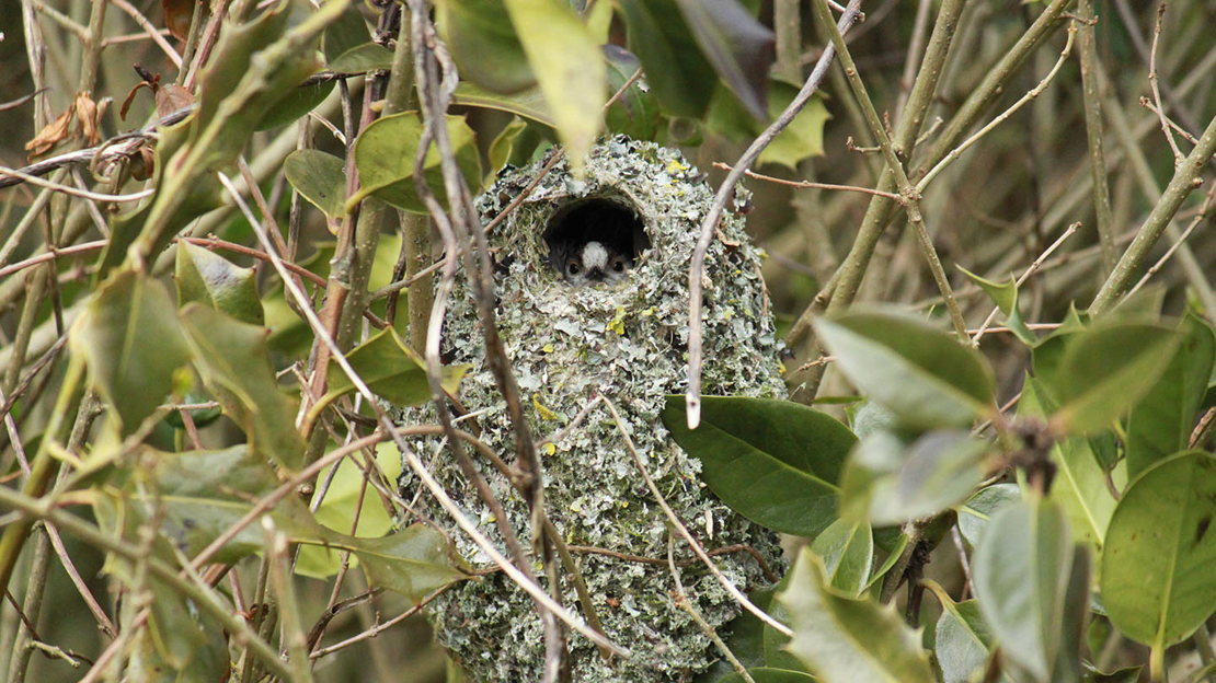 Long-tailed tit nest