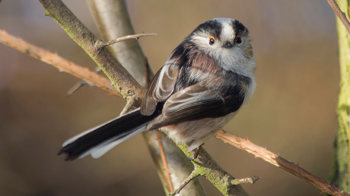 Long-tailed tit perched on branch