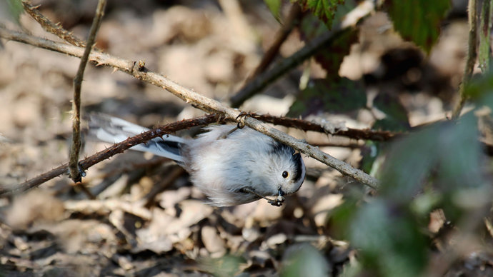 Long-tailed tit hanging upside down from branch
