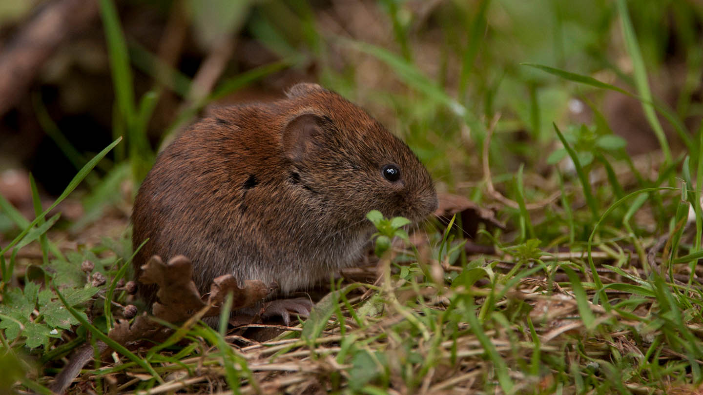 Bank Vole Myodes Glareolus Woodland Trust Bank Vole Myodes Glareolus Woodland Trust