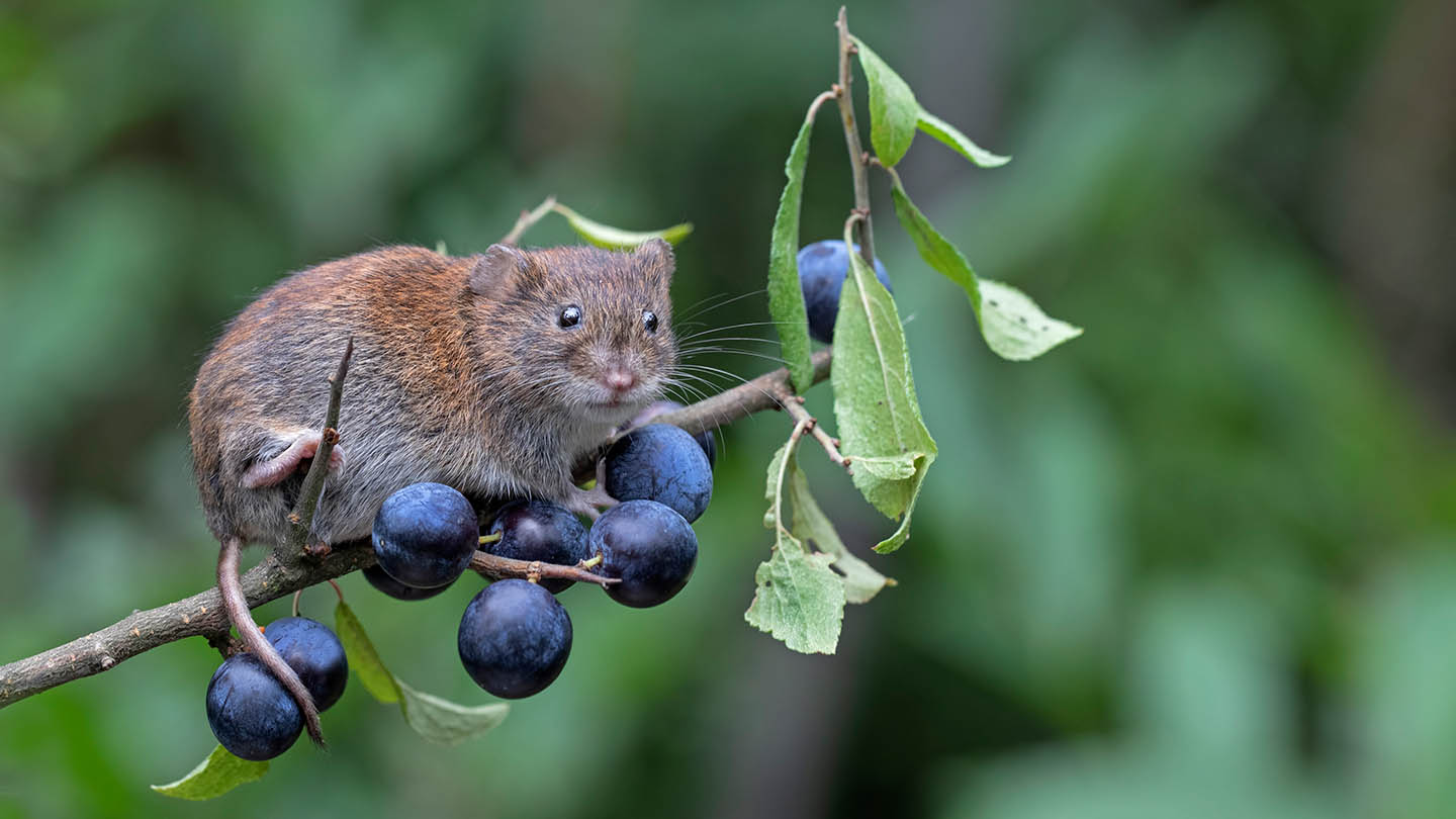 Bank Vole (Myodes glareolus) Woodland Trust