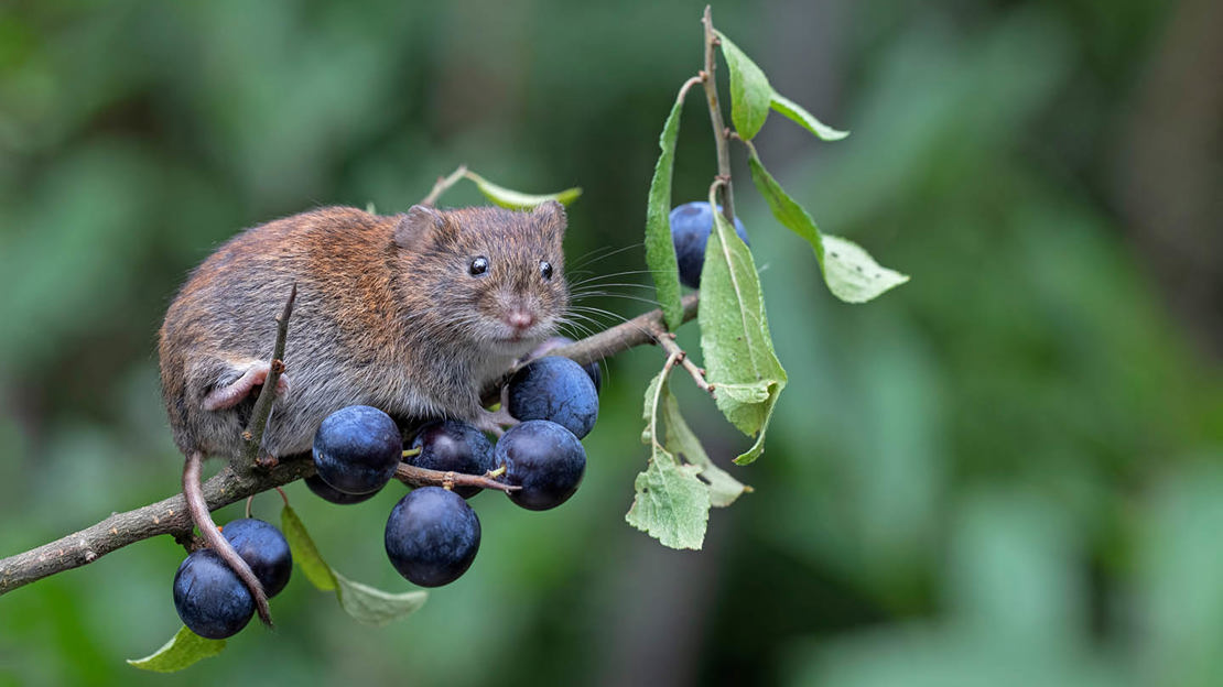 Bank vole on blackthorn tree branch