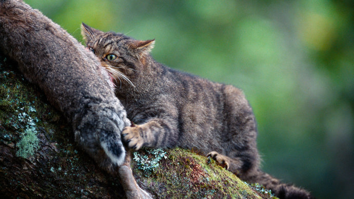 Female Scottish wildcat feeding on rabbit