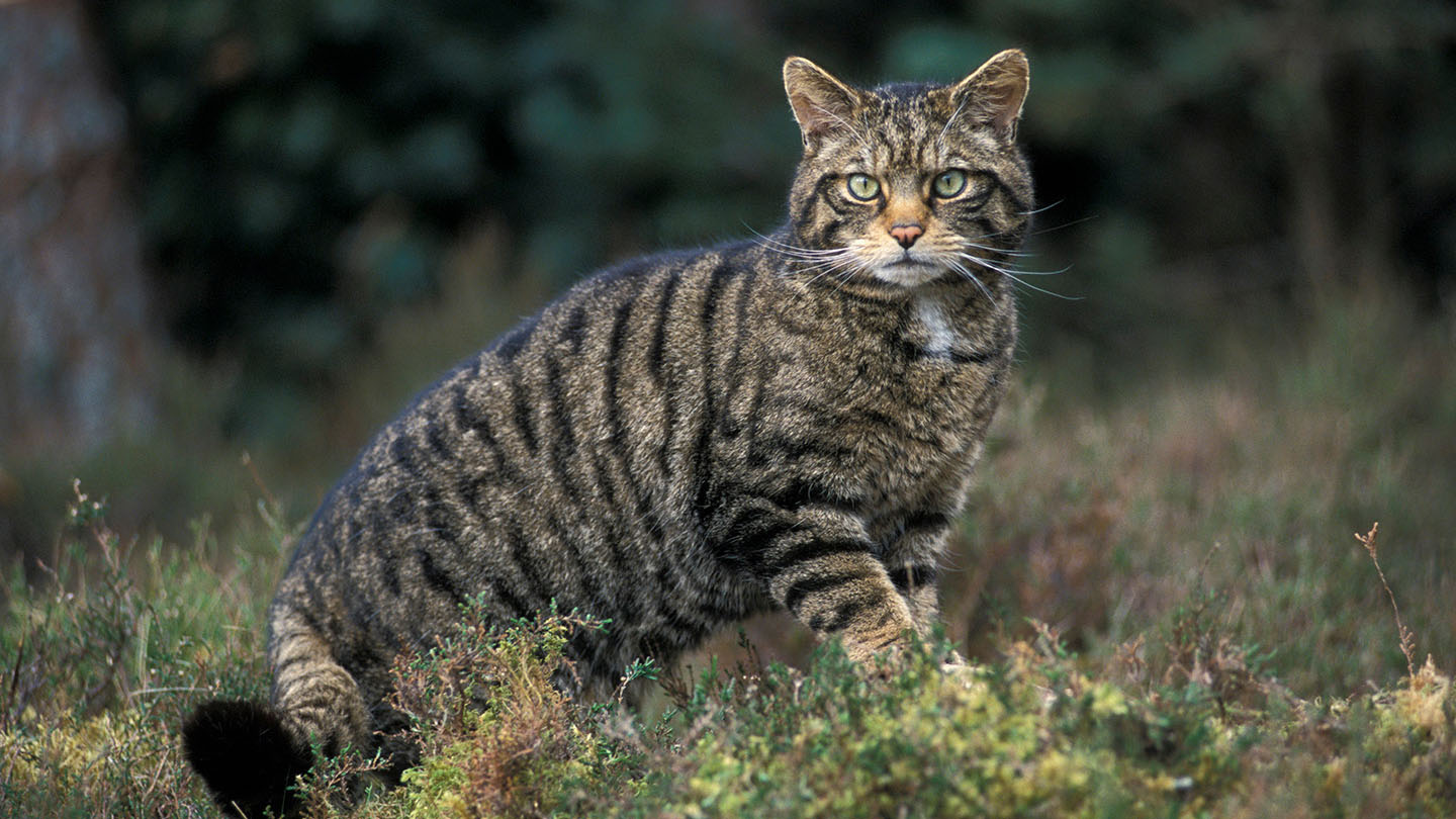 Scottish Wildcat Felis Silvestris Woodland Trust