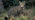 Scottish wildcat standing in front of trees
