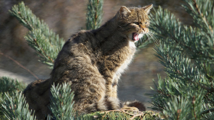 Scottish wildcat sitting among trees yawning