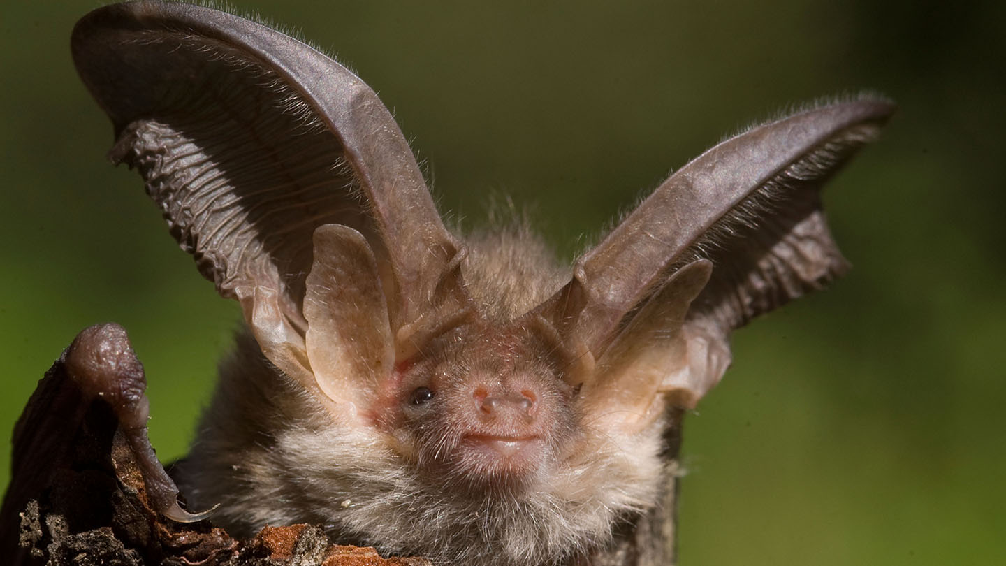 Brown LongEared Bat (Plecotus auritus) Woodland Trust