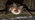Brown long eared bat looking at camera