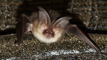 Brown long eared bat looking at camera Brown long eared bat looking at camera