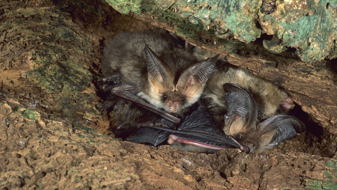 Brown long-eared bats roosting in a tree