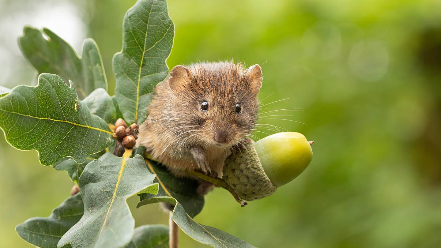Bank Vole (Myodes glareolus) Woodland Trust