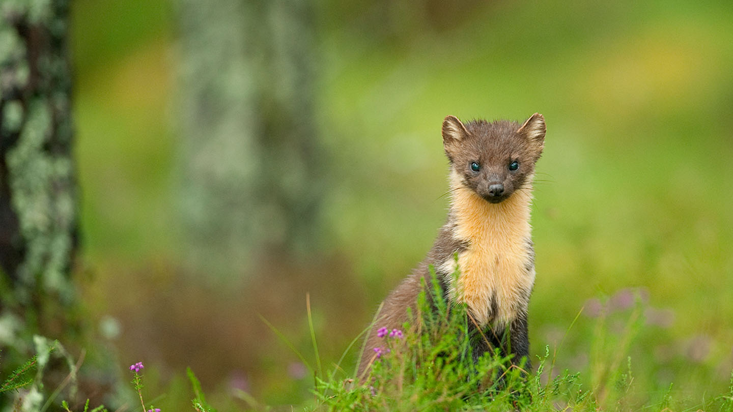 Woodland Animals British Species Woodland Trust