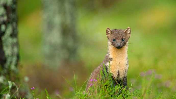 Juvenile pine marten