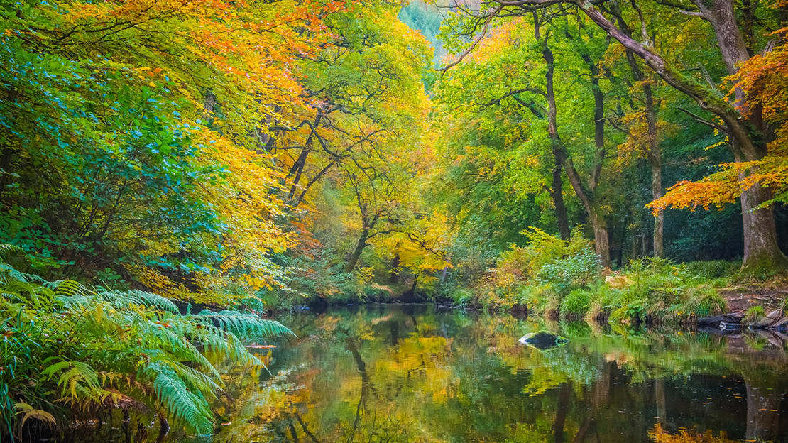 fingle woods in autumn