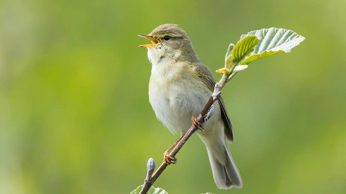 Willow warbler singing on branch