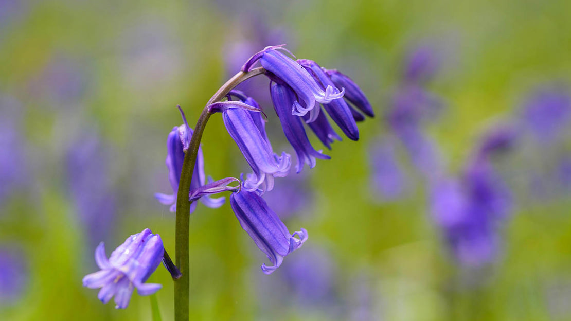 bluebell close up