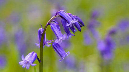 bluebell close up