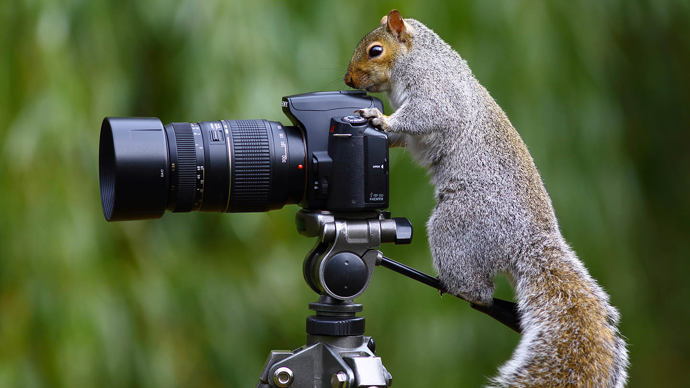 grey squirrel behind a camera