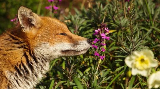red fox smelling flower in the sunshine
