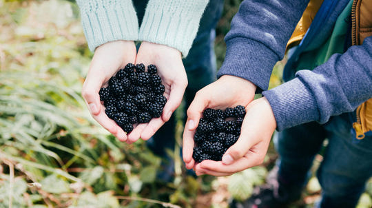 two people holding handfuls of blackberries