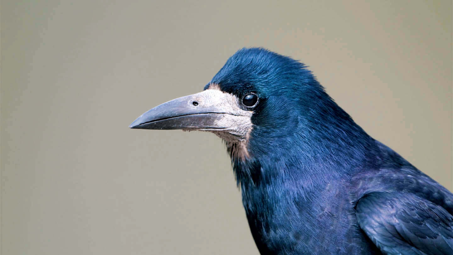 Rook, crow or raven? How to tell them apart - Woodland Trust
