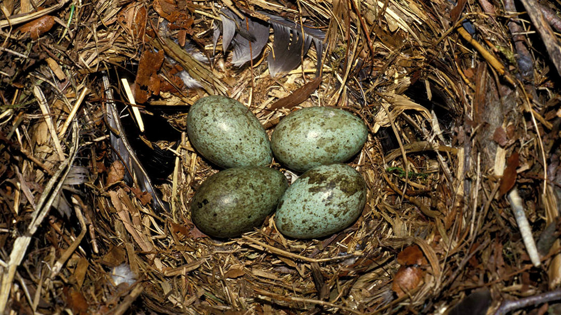 Rook eggs in nest
