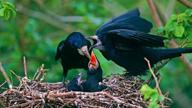 Rooks are very social birds and best scavengers