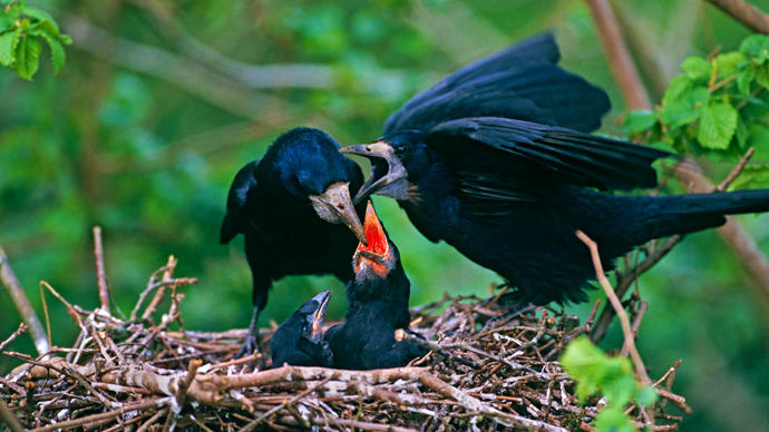 Rook feeding young in nest