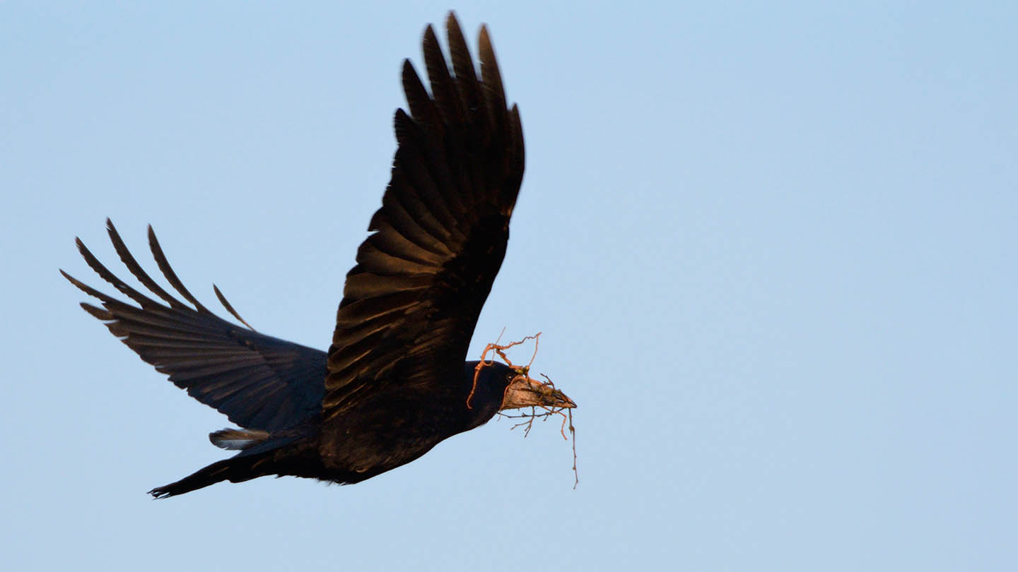 Corvid of the month: Rooks