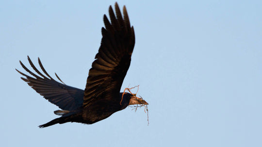 Rook flying with twigs