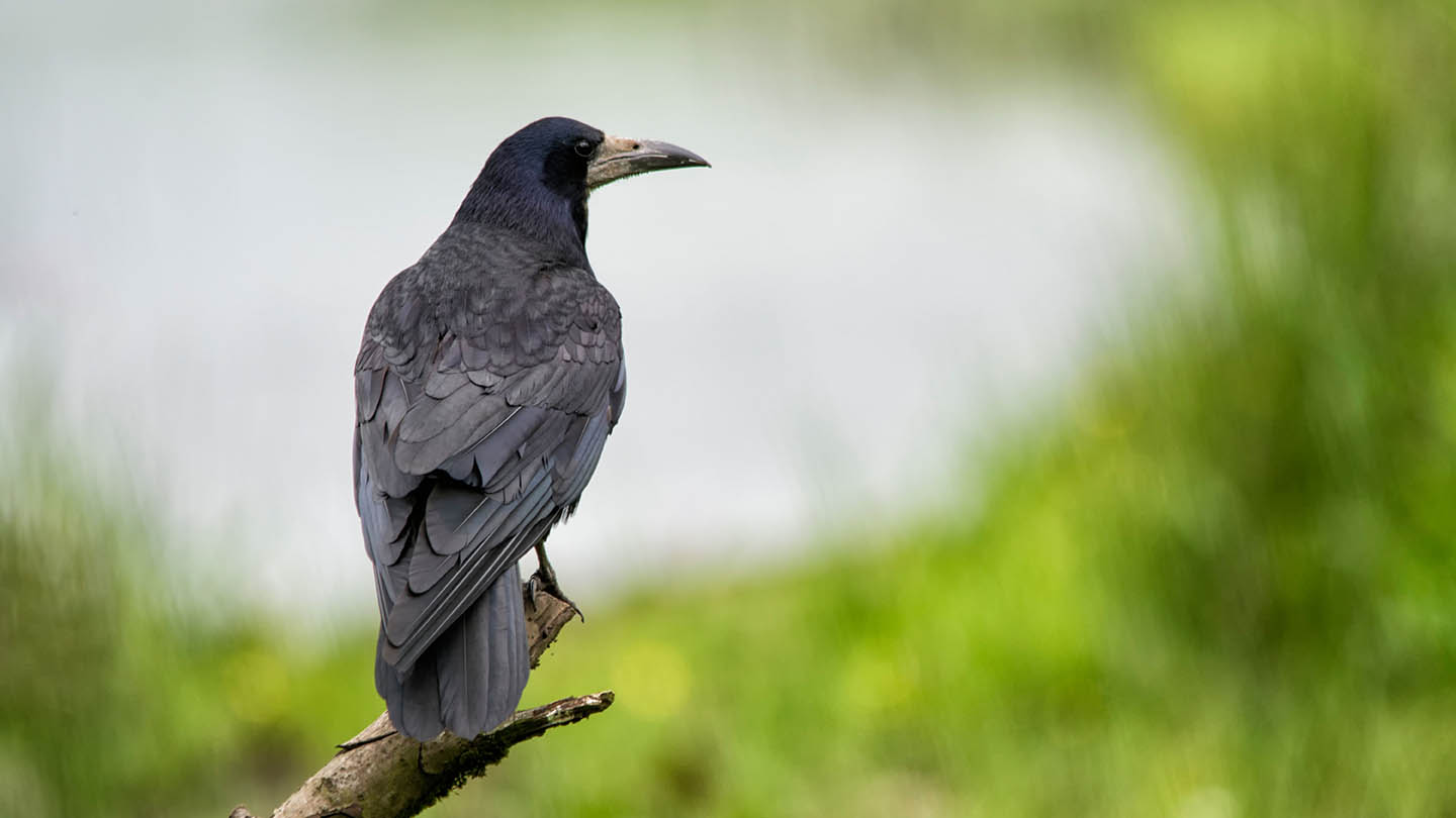 Rook (Corvus frugilegus) - British Birds - Woodland Trust