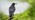 View of rook perched from behind
