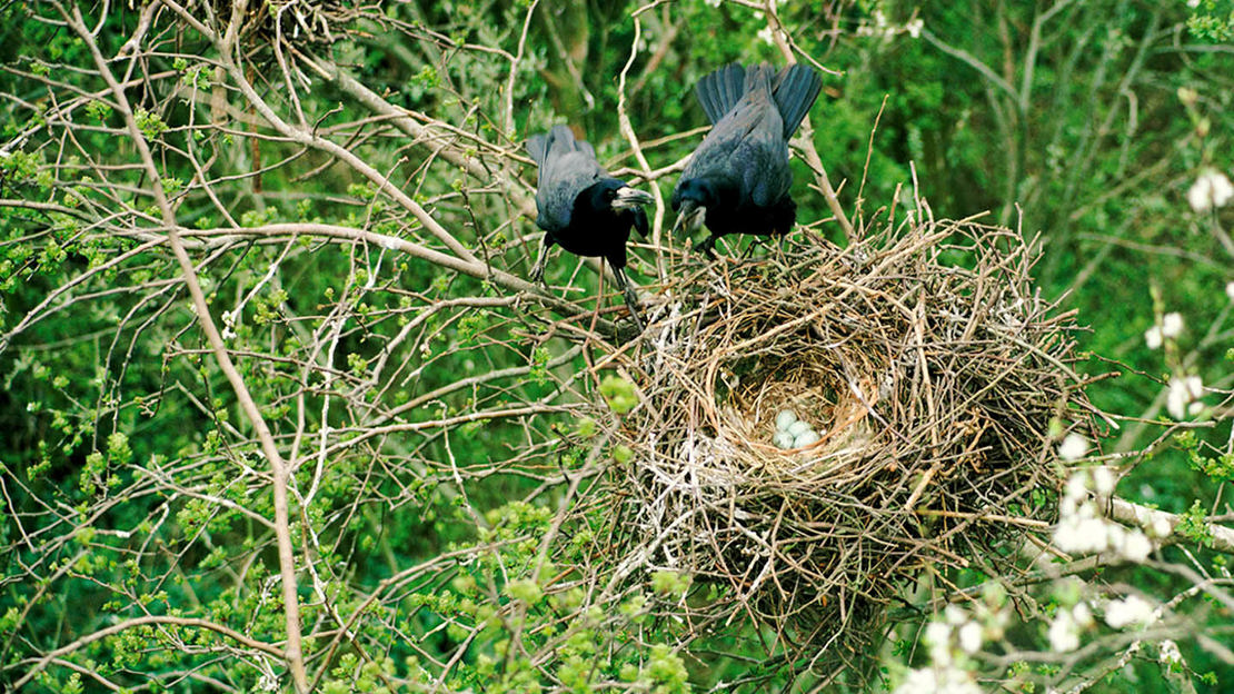 Rook pair at nest with eggs