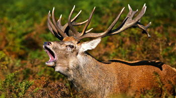 Red deer stag roaring during the rut