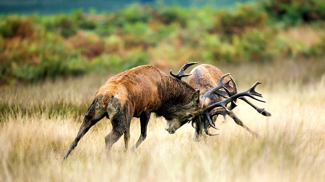 Stags In Rutt Red Deer (Cervus elaphus) - Woodland Trust