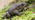 Common toad on moss