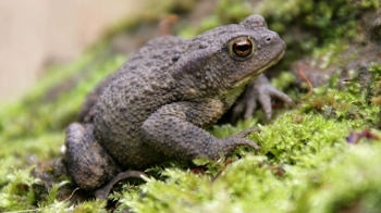 Common toad on moss Common toad on moss