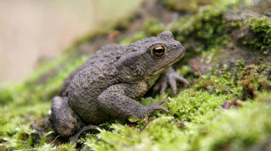 Common toad on moss