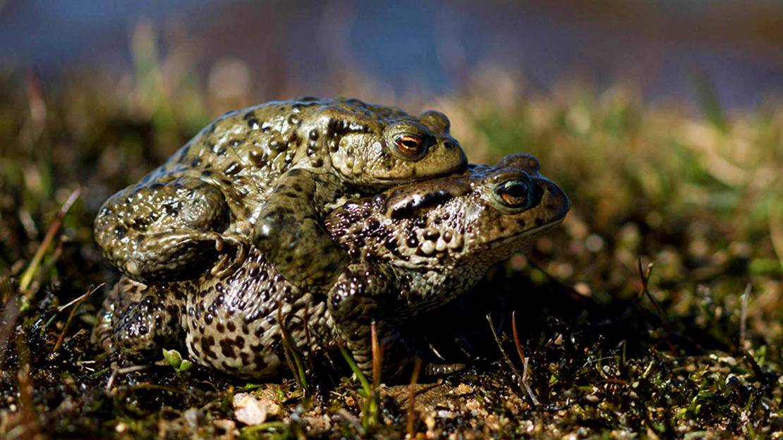How Do Amphibians Reproduce? - Woodland Trust