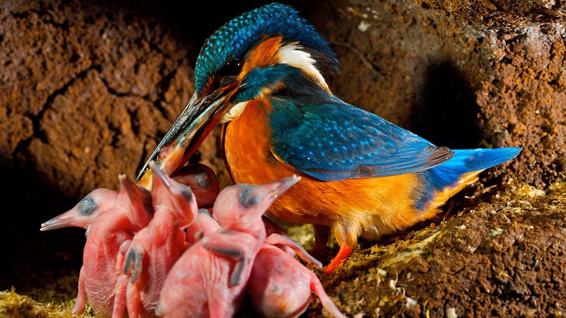 Kingfisher feeding chicks