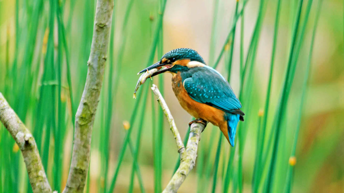 Kingfisher on perch with fish in beak