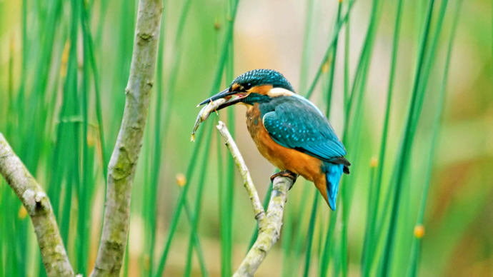 Kingfisher on perch with fish in beak