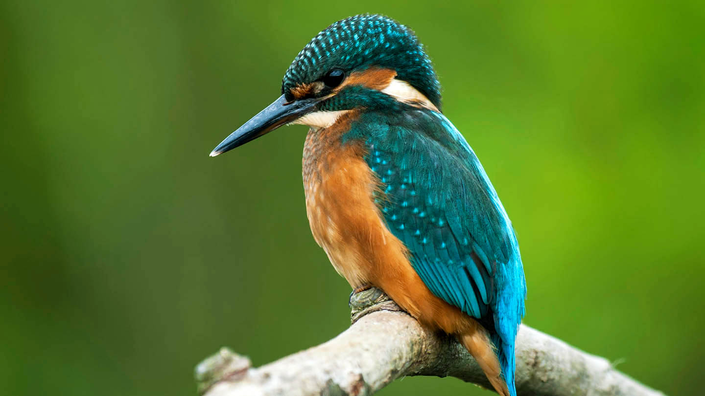 Kingfisher Bird