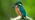 Close up of kingfisher on perch