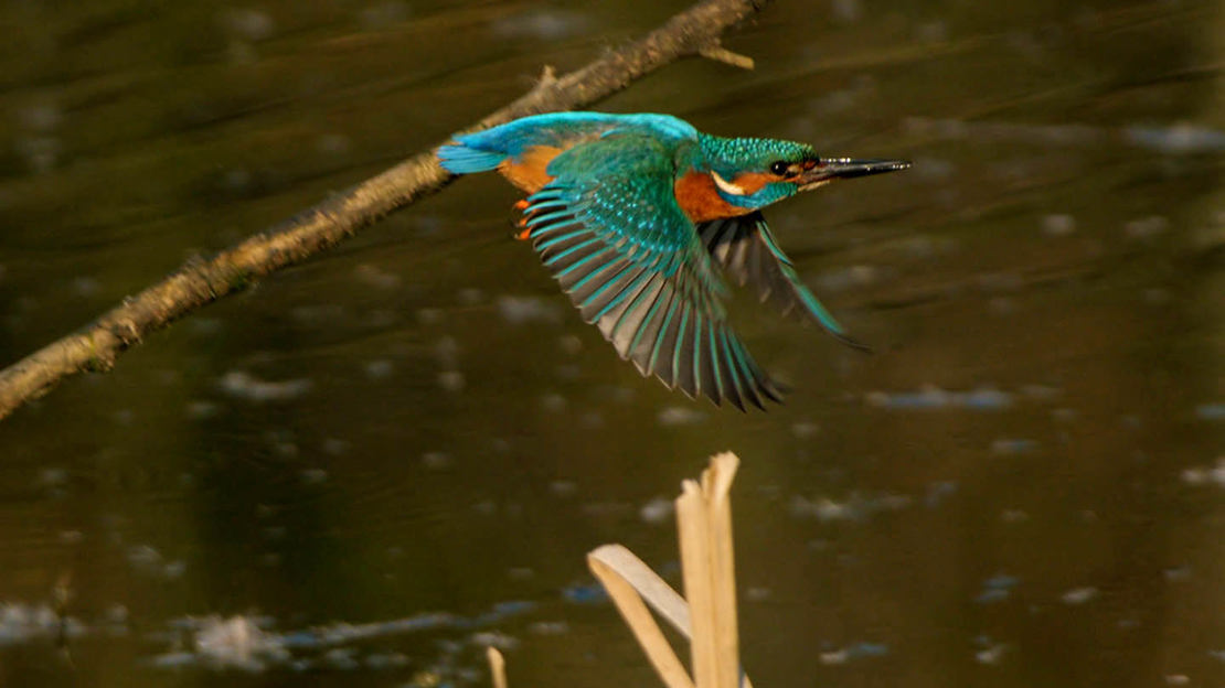Kingfisher in flight over water