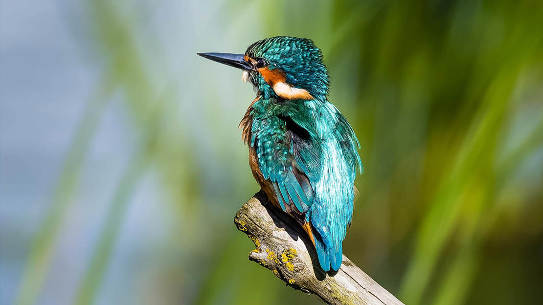 Rear view of kingfisher on branch