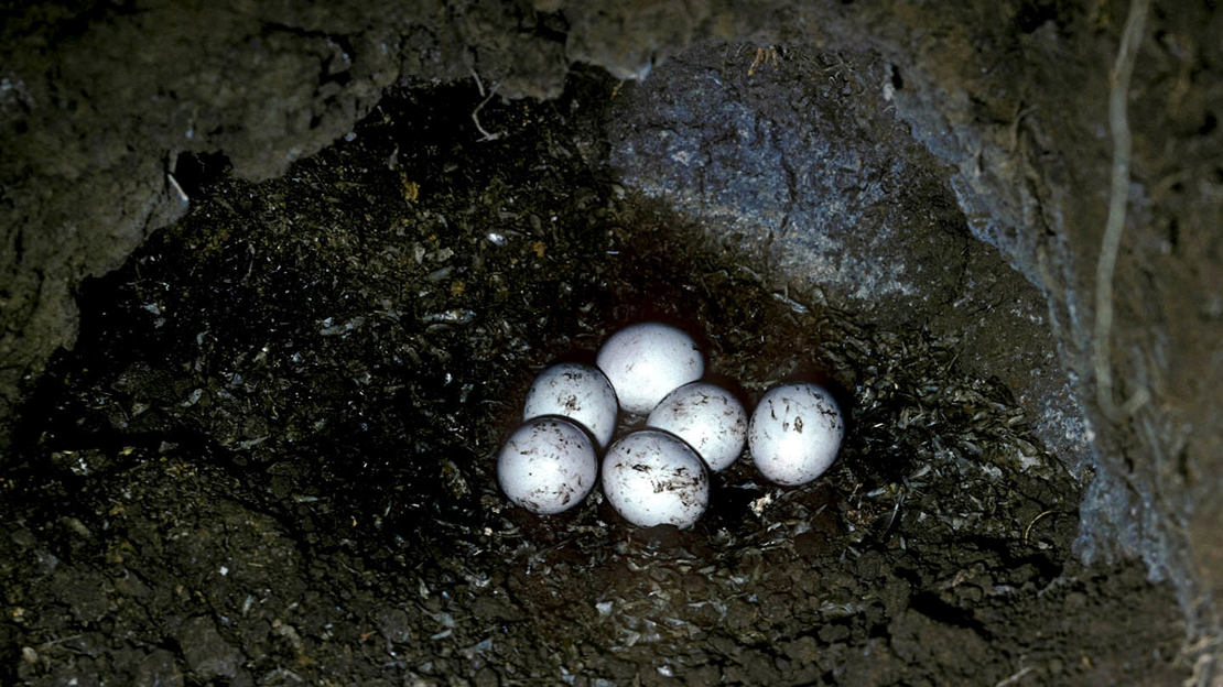 Kingfisher eggs in underground nest