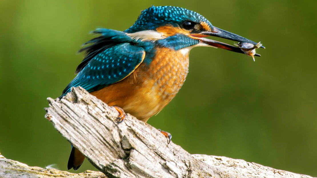 Kingfisher on branch with fish in beak